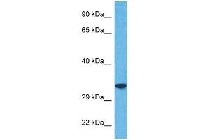 Host:  Rabbit  Target Name:  SLC25A32  Sample Tissue:  Human 786-0 Whole Cell  Antibody Dilution:  1ug/ml (SLC25A32 Antikörper  (N-Term))