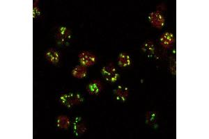 ABIN2563647 (10ug/ml) staining (red, AlexaFluor 555) of Drosophila S2 cells, co-stained with MG130 rabbit antibody (green, AlexaFluor 488). (Lava Lamp Antikörper  (Internal Region))