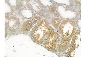 at 1/100 staining human normal kidney tissue by IHC-P. (PDE4B/C/D Antikörper)