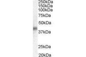 Western Blotting (WB) image for Dual Specificity Phosphatase 1 (DUSP1) peptide (ABIN370353) (Dual Specificity Phosphatase 1 (DUSP1) Peptid)