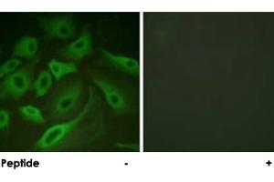 Immunofluorescence analysis of HeLa cells, using PLN polyclonal antibody . (Phospholamban Antikörper)