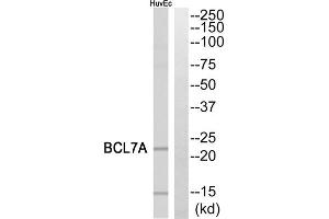 Western blot analysis of extracts from HuvEc cells, using BCL7A antibody. (BCL7A Antikörper  (Internal Region))