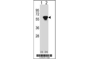 Western blot analysis of PRKAR2B using rabbit polyclonal PRKAR2B Antibody using 293 cell lysates (2 ug/lane) either nontransfected (Lane 1) or transiently transfected (Lane 2) with the PRKAR2B gene. (PRKAR2B Antikörper  (AA 119-147))