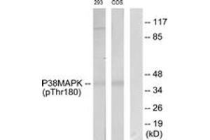 Western blot analysis of extracts from 293 cells and COS7 cells, using p38 MAPK (Phospho-Thr180) Antibody. (MAPK14 Antikörper  (pThr180))