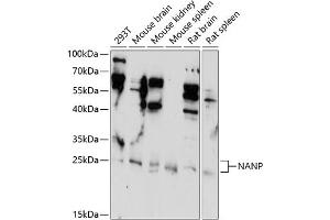 Western blot analysis of extracts of various cell lines, using NANP antibody (ABIN7268771) at 1:1000 dilution. (NANP Antikörper  (AA 1-248))