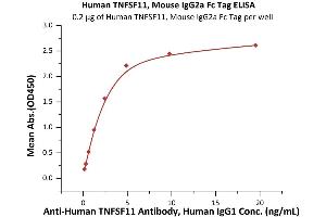 Immobilized Human TNFSF11, Mouse IgG2a Fc Tag (ABIN6973284) at 2 μg/mL (100 μL/well) can bind A TNFSF11 Antibody, Human IgG1 with a linear range of 0. (RANKL Protein (AA 64-245) (Fc Tag))