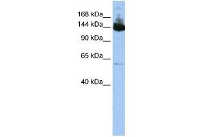 WB Suggested Anti-SYMPK Antibody Titration:  0.