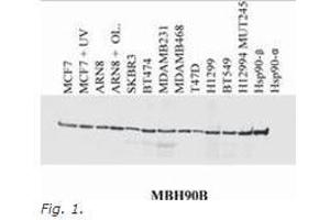 Western Blotting (WB) image for anti-Heat Shock Protein 90kDa alpha (Cytosolic), Class B Member 1 (HSP90AB1) (N-Term) antibody (ABIN614808) (HSP90AB1 Antikörper  (N-Term))