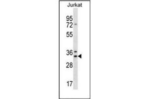 Western blot analysis of DNAJC9 Antibody (N-term) in Jurkat cell line lysates (35ug/lane). (DNAJC9 Antikörper  (N-Term))