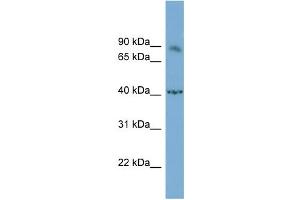 WB Suggested Anti-NFATC1 Antibody Titration:  0. (NFATC1 Antikörper  (Middle Region))