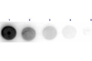 Dot Blot results of Sheep Anti-Glucose Oxidase Antibody. (Glucose Oxidase Antikörper)