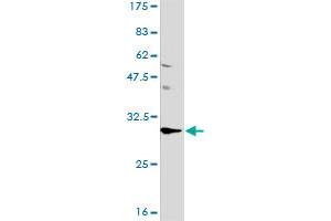 Western Blotting (WB) image for anti-Acidic (Leucine-Rich) Nuclear phosphoprotein 32 Family, Member A (ANP32A) (AA 1-249) antibody (ABIN563549)