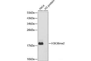 Western blot analysis of extracts of various cell lines using DiMethyl-Histone H3-K36 Polyclonal Antibody. (Histone 3 Antikörper  (2meLys36))