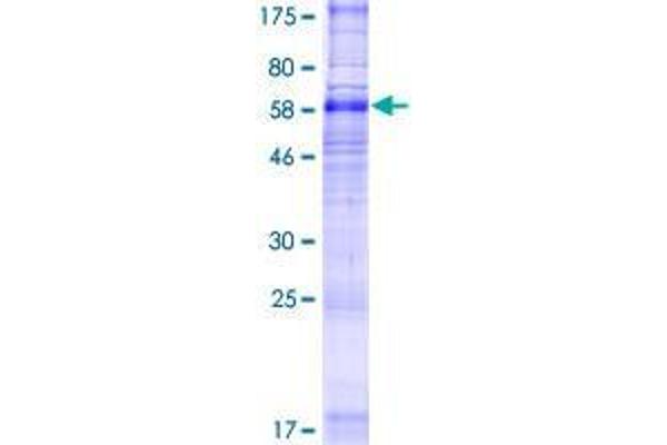 SLC35F2 Protein (AA 1-374) (GST tag)