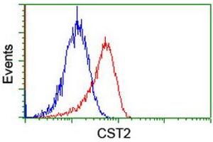 Image no. 2 for anti-Cystatin SA (CST2) antibody (ABIN1497757) (CST2 Antikörper)