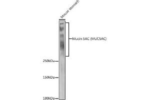 Western blot analysis of extracts of Mouse stomach, using Mucin 5AC (MUC5AC) antibody (ABIN7268694) at 1:1000 dilution. (MUC5AC Antikörper  (C-Term))
