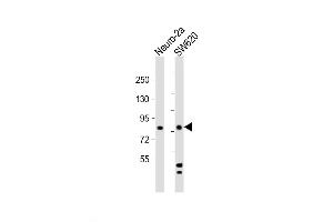 Western Blot at 1:2000 dilution Lane 1: Neuro-2a whole cell lysate Lane 2: SW620 whole cell lysate Lysates/proteins at 20 ug per lane.
