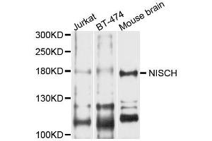 Western blot analysis of extracts of various cell lines, using NISCH antibody (ABIN5996418) at 1/1000 dilution. (Nischarin Antikörper)