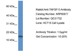 Western Blotting (WB) image for anti-Tumor Necrosis Factor (Ligand) Superfamily, Member 13 (TNFSF13) (Middle Region) antibody (ABIN2788639) (TNFSF13 Antikörper  (Middle Region))