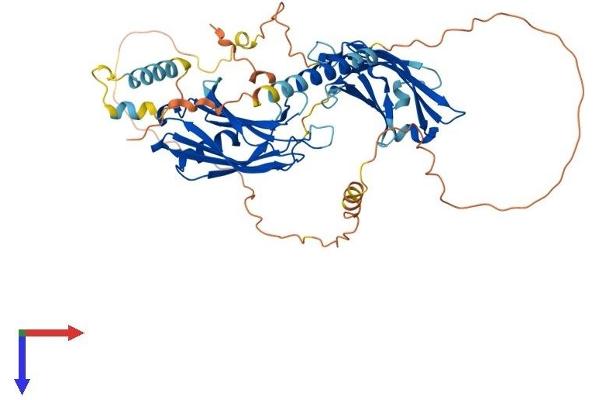 SYT6 Protein (AA 1-511) (His tag)
