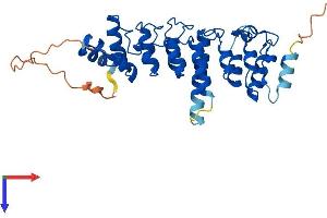 NFKBID Protein (AA 1-327) (His tag)