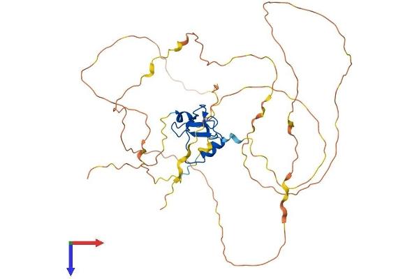 PYGO1 Protein (AA 1-419) (His tag)