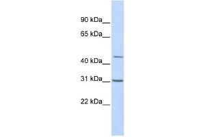 WB Suggested Anti-TEAD3 Antibody Titration:  0. (TEAD3 Antikörper  (Middle Region))