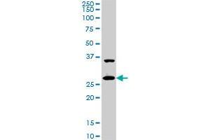 Western Blotting (WB) image for anti-Cbp/p300-Interacting Transactivator, with Glu/Asp-Rich Carboxy-terminal Domain, 1 (CITED1) (AA 94-193) antibody (ABIN561852)