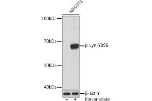 Western blot analysis of extracts of NIH/3T3 cells, using Phospho-Lyn-Y396 Rabbit mAb (ABIN7271269) at 1:1000 dilution. (LYN Antikörper  (pTyr396))