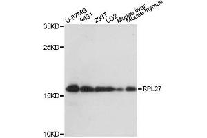 Western blot analysis of extracts of various cell lines, using RPL27 antibody. (RPL27 Antikörper  (AA 1-136))