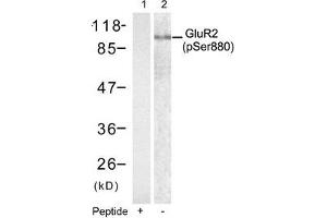 Western blot analysis of extracts from mouse brain tissue using Glutamate receptor 2(Precursor)(phospho-Ser880) antibody(Lane 2) and the same antibody preincubated with blocking peptide(Lane1). (GRIA2 Antikörper  (pSer880))