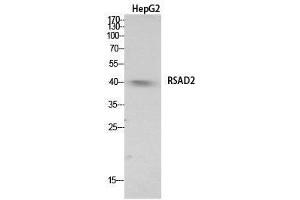 Western Blotting (WB) image for anti-Radical S-Adenosyl Methionine Domain Containing 2 (RSAD2) (Internal Region) antibody (ABIN6287610)
