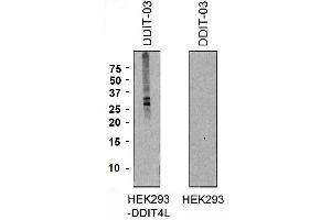 DDIT4L Antikörper  (AA 2-98) (PE)