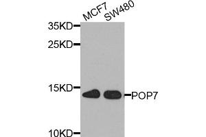 Western blot analysis of extracts of various cell lines, using POP7 antibody. (POP7 Antikörper)