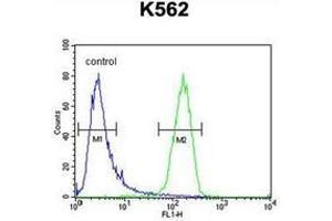 Flow cytometric analysis of K562 cells using IQCJ Antibody (C-term) Cat. (IQCJ Antikörper  (C-Term))