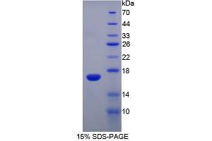 SDS-PAGE analysis of Mouse RNASE3 Protein. (RNASE3 Protein)