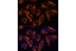 Immunofluorescence (IF) image for anti-NDRG Family Member 4 (NDRG4) (AA 140-220) antibody (ABIN7268837)