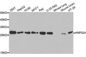 Western blot analysis of extracts of various cell lines, using ANP32A antibody. (PHAP1 Antikörper)