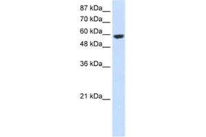 Western Blotting (WB) image for anti-Ring Finger Protein 14 (RNF14) antibody (ABIN2461721) (RNF14 Antikörper)