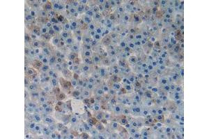 Used in DAB staining on fromalin fixed paraffin- embedded tissue