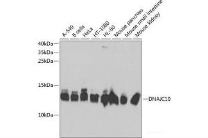 Western blot analysis of extracts of various cell lines using DNAJC19 Polyclonal Antibody at dilution of 1:1000. (DNAJC19 Antikörper)
