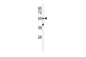 Western blot analysis of POTEH Antibody (N-term) (ABIN651179 and ABIN2840114) in Hela cell line lysates (35 μg/lane). (POTEH Antikörper  (N-Term))