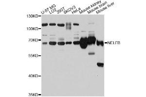 Western blot analysis of extracts of various cell lines, using NELFB antibody (ABIN5998320) at 1:3000 dilution. (COBRA1 Antikörper)