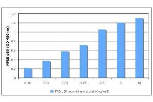 TransAM® standard curve generated using Recombinant NFκB p50 protein. (Nuclear Factor kappa B p50 (NFkB p50) (full length ) Protein)