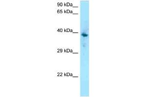 WB Suggested Anti-F2RL1 Antibody Titration: 1. (F2RL1 Antikörper  (C-Term))