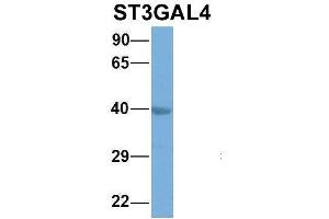 Host:  Rabbit  Target Name:  EGFL8  Sample Type:  Hela  Antibody Dilution:  1. (ST3GAL4 Antikörper  (Middle Region))