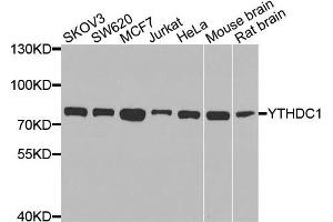 Western blot analysis of extracts of various cells, using YTHDC1 antibody. (YTHDC1 Antikörper)