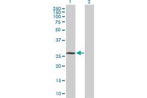 Western Blot analysis of TAF9B expression in transfected 293T cell line by TAF9B MaxPab polyclonal antibody. (TAF9B Antikörper  (AA 1-251))