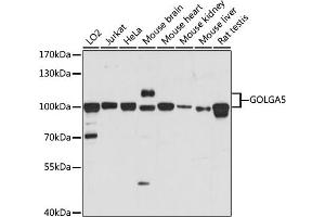 Western blot analysis of extracts of various cell lines, using GOLG antibody (ABIN7267496) at 1:1000 dilution. (GOLGA5 Antikörper  (AA 1-300))
