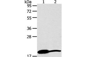 Western Blot analysis of Mouse heart and liver tissue using GDF2 Polyclonal Antibody at dilution of 1:200